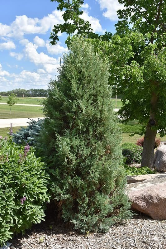 Medora Juniper | Live Plants | Perfect for Year|Round Landscaping, Privacy Screening, and Low Water Environments, Drought|Tolerant