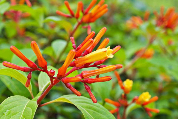 Firebush Firefly I Live Plants I Dwarf Hamelia Patens I Brilliant Red Blooms, Compact Size, Heat and Drought|Resistant, Ideal for Patios and Small Gardens