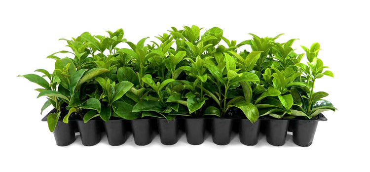 Viburnum Odoratissimum | Live Plants | Viburnum odoratissimum | Fast Growing Privacy Hedge | Evergreen Screening Shrub