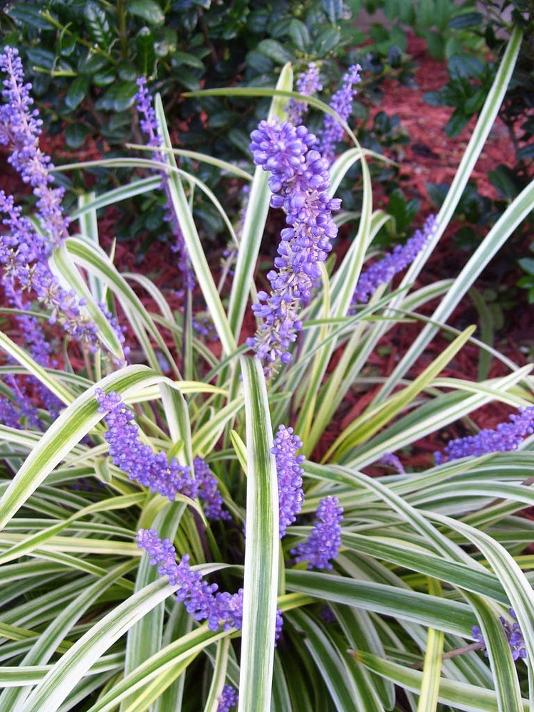 Variegated Liriope Muscari 'Silvery Sunproof' | Live Plants | Blooming Evergreen Groundcover