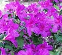 Azalea Purple Formosa | Extra Large 3 Gallon Plant | Vibrant & Lush, Large Purple Blooms, Hardy & Adaptable Shrub for Landscapes, Gardens, or Containers, Low|Maintenance