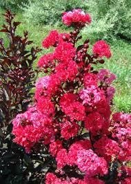 Crape Myrtle Dynamite Red | Extra Large 3 Gallon Plants | Vivid Red Blooms & Hardy Growth, Live Plant, Ornamental Shrub for Striking Garden Display3