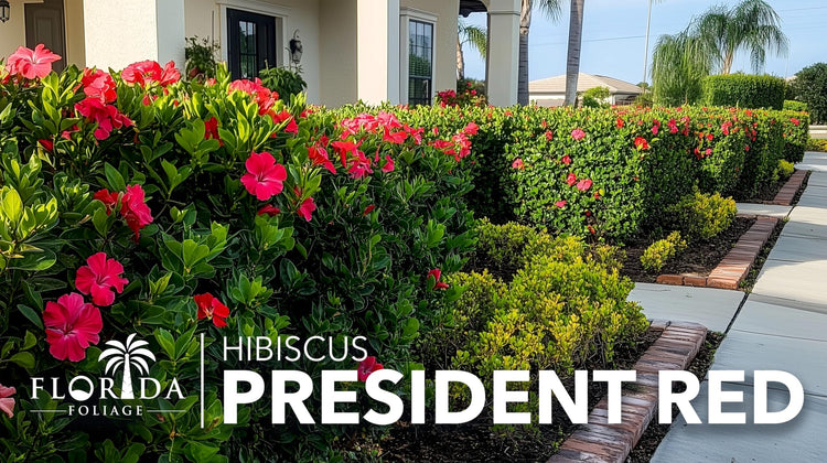 Hibiscus President Red | Live Plants | Hibiscus Rosa|Sinensis | Vibrant Red Blooms | Tropical Garden Beauty | Eye|Catching Flowering Shrub