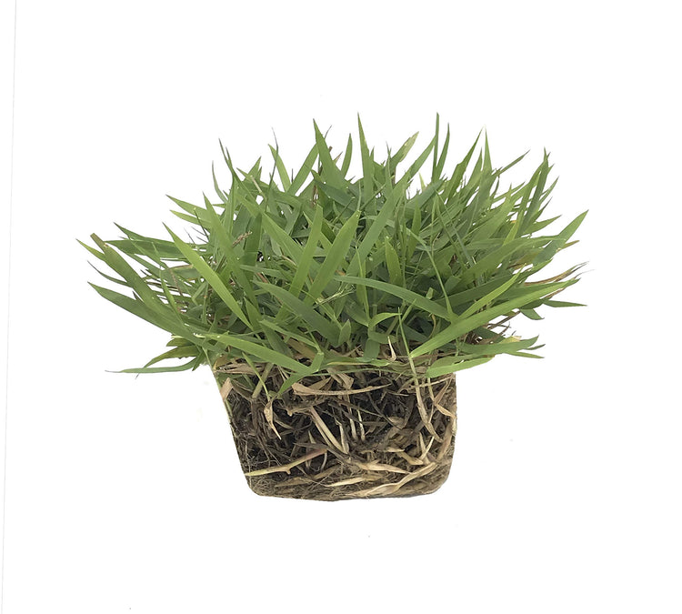 Zoysia Sod Plugs | Large 3" x 3" Plugs | Drought, Salt & Shade Tolerant Turf Grass