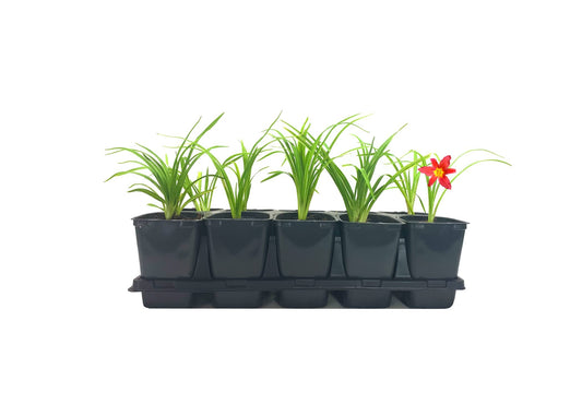 Ming Toy Daylily | Live 4 Inch Pot | Hemerocallis Plants | Beautiful Low Maintenance Blooming Groundcover