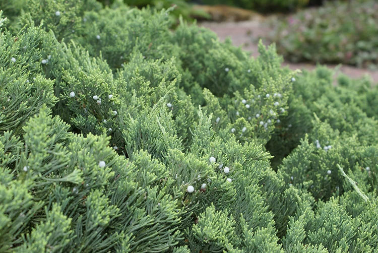 Juniper Parsoni | Large Gallon Size Plant | Juniperus Squamata Expansa Parsons | Drought Tolerant Cold Hardy Evergreen Groundcover