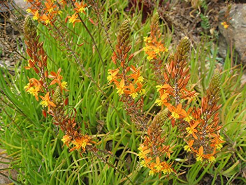Bulbine Hallmark Orange | Live Gallon Size Plants | Vibrant Orange Blossom Succulent, Live Plant, Easy|Care Perennial for Sunny Gardens, Drought|Tolerant Ground Cover