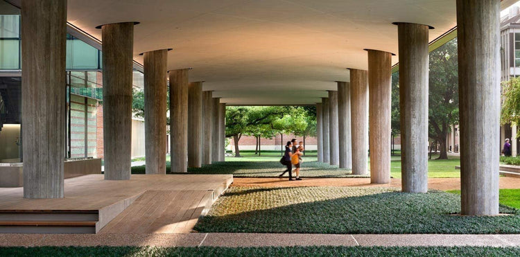 Dwarf Mondo Grass | 10 Live Plants | Shade Loving Evergreen Ground Cover Ophiopogon Japonicus Nanus