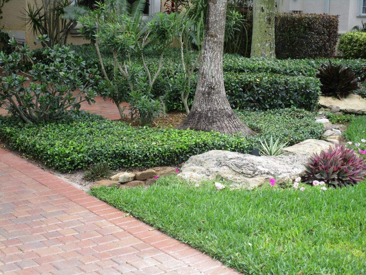 Asiatic Jasmine Minima - Live Inch Plant - Trachelospermum Asiaticum - Drought Tolerant Cold Hardy Evergreen