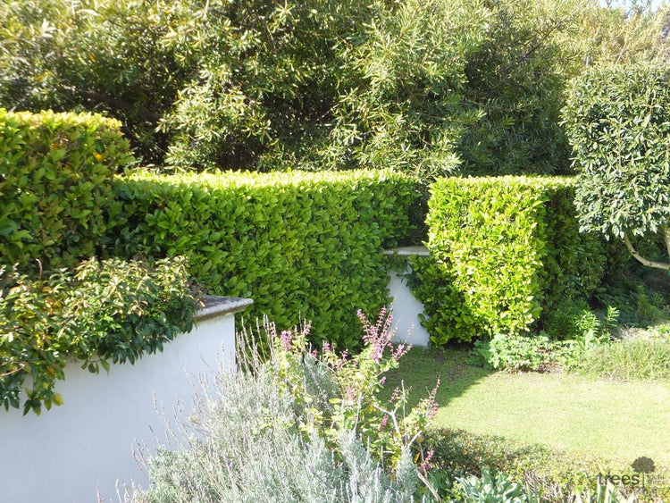 Sweet Viburnum | Large 4 Inch Pots | Viburnum Odorotissimum | Live Plants | Fast Growing Privacy Hedge, Shrub, Privacy Screen