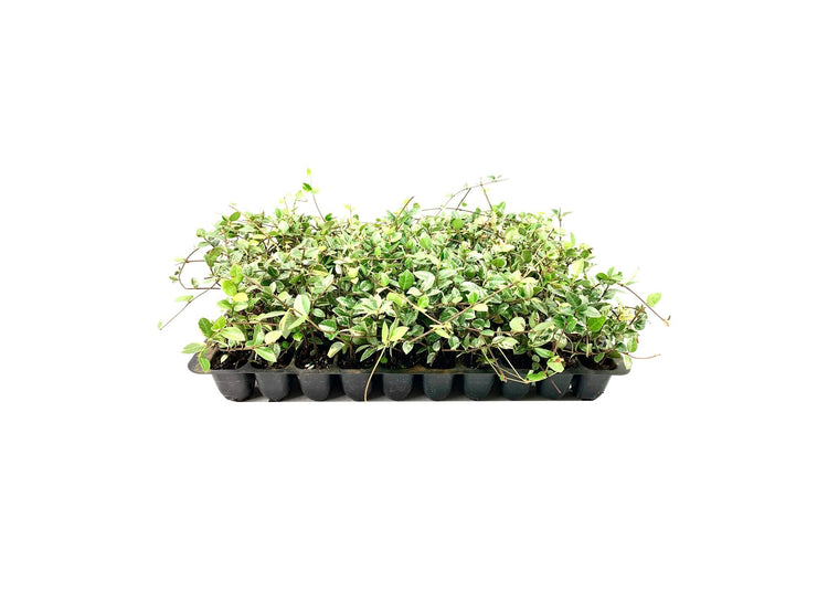 Variegated Asiatic Jasmine Minima | Live Plants | Easy|Grow Ground Cover | Lush, Trailing Green and White Foliage | Perfect for Gardens and Landscape Borders | Hardy Evergreen Plant