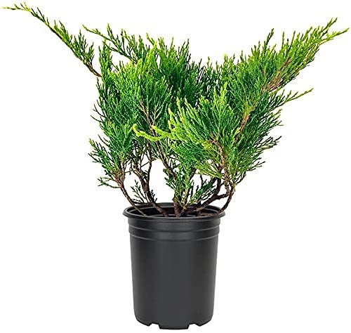 Juniper Monna Sierra Spreader | Live 4 Inch Pots | Juniperus Chinensis | Drought Tolerant Cold Hardy Evergreen Groundcover Plants