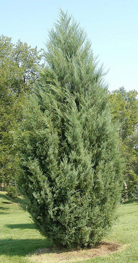 Juniper Burkii | Live Trees | Juniperus Virginiana | Evergreen Screening Red Cedar