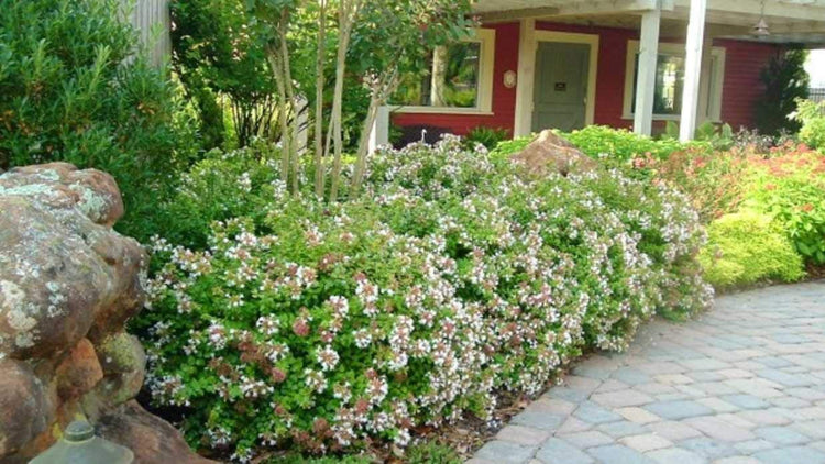 Abelia Chinensis Rose Creek | Live Plants | Flowering Deer Resistant Butterfly Attracting Shrub