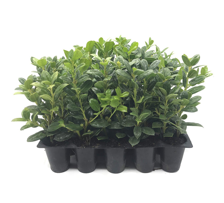 Dwarf Burford Holly Ilex | 20 Live Plants | Burfordi Evergreen Hedge Shrub