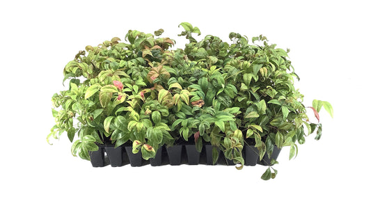 Firepower Heavenly Bamboo | 20 Live Plants | Nandina Domestica