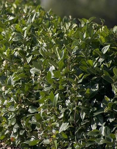 Viburnum Suspensum | Large Gallon Size Plants I Sandankwa I Live Durable Evergreen Shrub with Fragrant Blooms, Ideal for Hedges, Privacy Screens, and Ornamental Landscaping