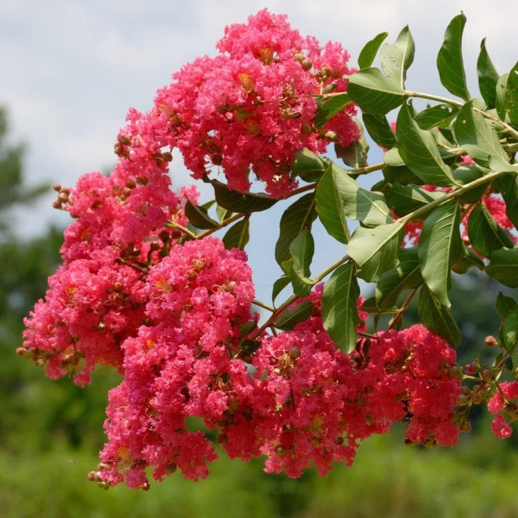 Crape Myrtle Tuscarora | Live Plants | Lagerstroemia Indica | Vibrant Red Flowers | Fast|Growing Ornamental Shrub | Drought|Tolerant | Garden Beauty