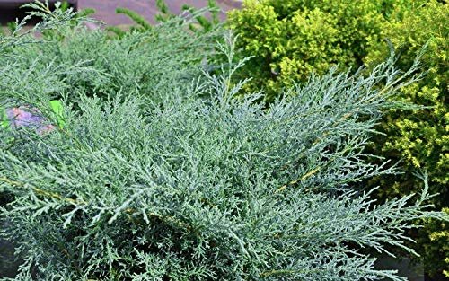 Juniper Angelica Blue | Live Gallon Size Plants | Juniperus Chinensis | Drought Tolerant Evergreen Cold Hardy Shrub