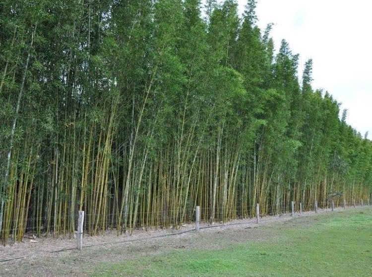 Oldhamii Bamboo | Live Plant | Bambusa Oldhamii | Privacy Screen Bamboo | Fast|Growing Garden Foliage | Tall Decorative Landscape Specimen