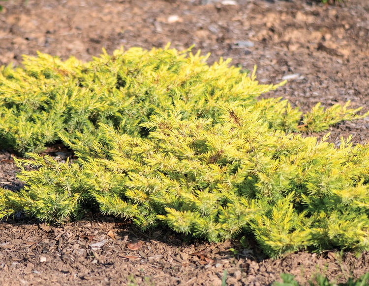 Gold Star Juniper | Live Gallon Size Plant | Perfect for Landscaping, Low Maintenance Evergreen, Ideal for Garden Decoration, Hardy Outdoor Plant