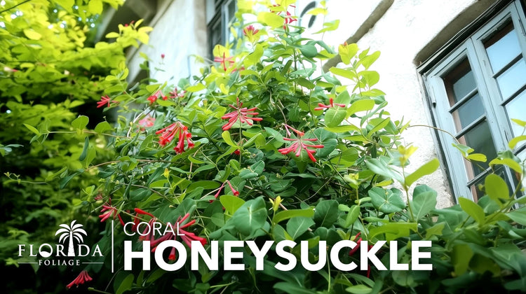 Coral Honeysuckle | Live Plants | Lonicera sempervirens | Flowering Vining Plants for Arbors | Native Climbing Plant for Fences and Trellises