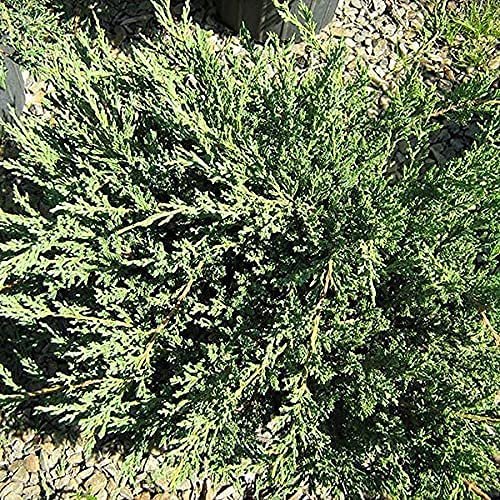 Florida Foliage Green Sargent Juniper | Live 4 Inch Pots | Juniperus Chinensis | Drought Tolerant Cold Hardy Evergreen Groundcover