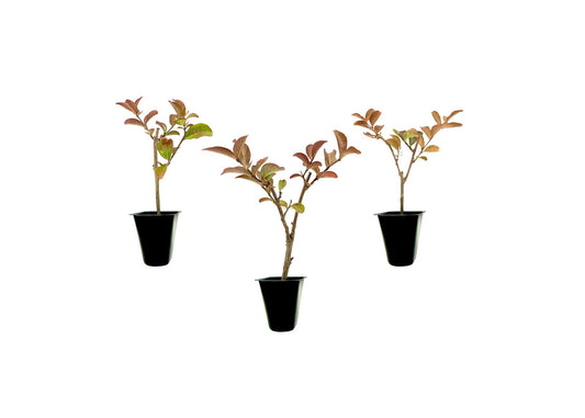 Crape Myrtle Sioux | Live Plants | Vibrant Hot Pink Blooms, Live Plant, Show|Stopping Ornamental Shrub for Stunning Garden Displays