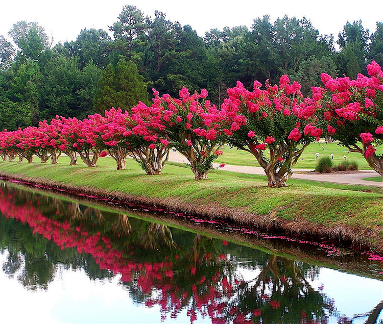 Crape Myrtle Tonto | Extra Large 3 Gallon Plants | Lagerstroemia 'Tonto' | Hardy Fuchsia Blooms | Compact Growth