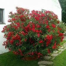 Oleander Red | Extra Large 3 Gallon Plants | Nerium Oleander | Stunning Landscape Addition | Sun|Loving Blooms