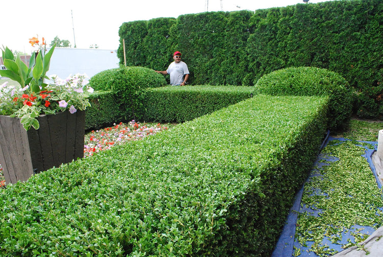 Japanese Boxwood | Live Plants | 2" Pot Size | Buxus Microphylla | Fast Growing Cold Hardy Formal Evergreen Shrub