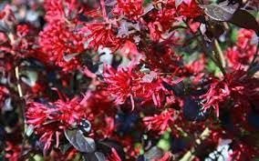 Loropetalum Red Chocolate I Live Plants I Chinese Fringe Flower I Deep Burgundy Foliage with Pink Flower Accents | Low|Maintenance, Drought|Resistant Shrub