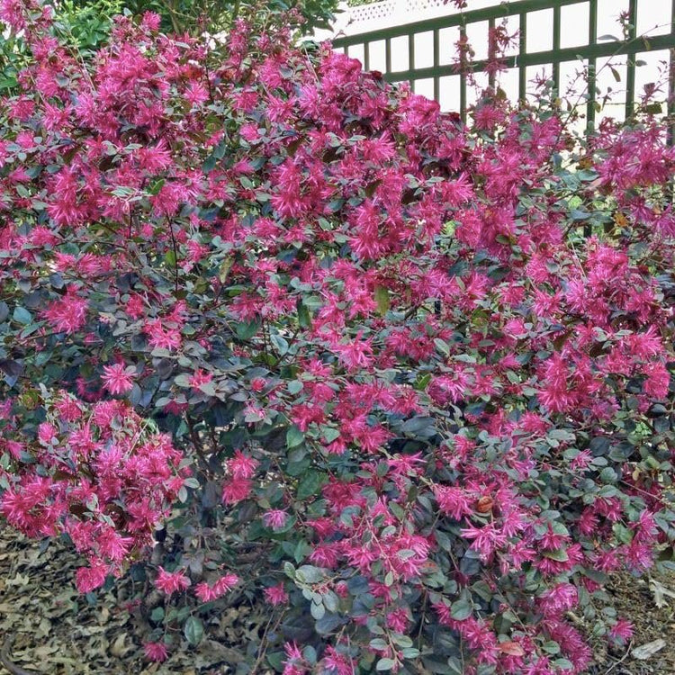 Loropetalum Ruby I Live Quart Size Plant I Chinese Fringe Flower I Vivid Red Leaves with Pink Blooms, Ideal for Hedges, Borders, and Decorative Plantings