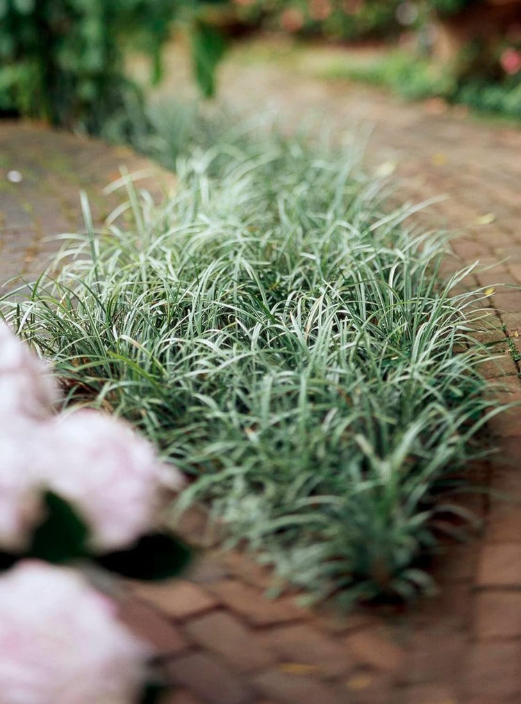 Dwarf Mondo Grass Plants | Live Bare Root Pips | Ophiopogon Japonicus Nanus | Perfect for Ground Cover & Borders | Hardy & Low Maintenance