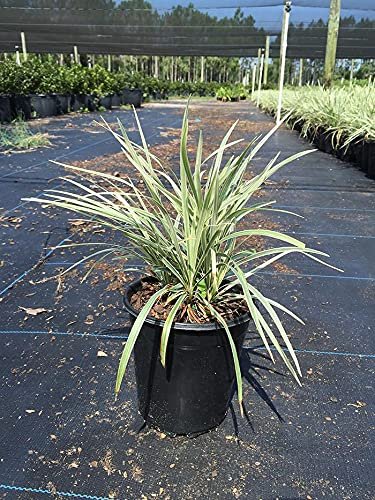 Aztec Grass | Gallon Size Plant | Live Variegated Liriope | Ophiopogon Intermedius Argenteomarginatus