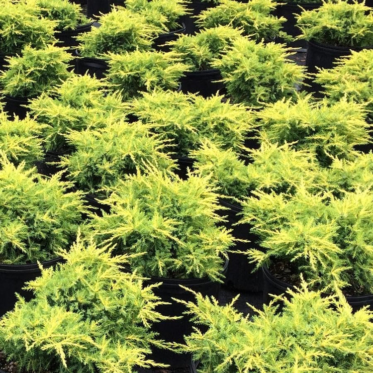 Gold Star Juniper | Live Gallon Size Plant | Perfect for Landscaping, Low Maintenance Evergreen, Ideal for Garden Decoration, Hardy Outdoor Plant