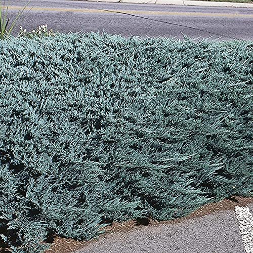 Juniper Blue Chip | Live Gallon Size Plants | Juniperus Horizontalis | Evergreen Cold Hardy Drought Tolerant Groundcover
