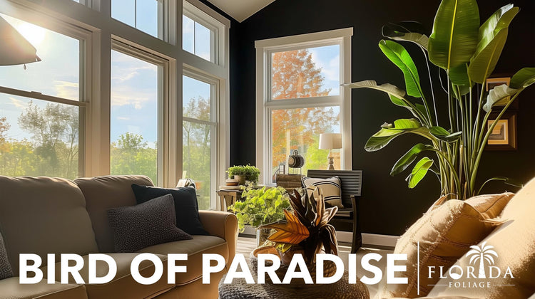 Orange Bird of Paradise | Strelitzia Reginae | Live Plants | Tropical Perennial Blooming Specimen