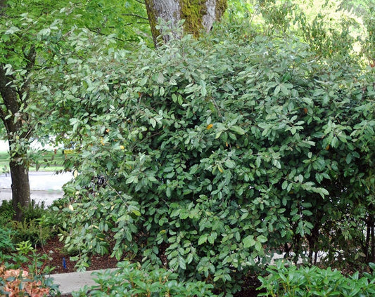Elaeagnus Pungens I Large Gallon Size Plants I Thorny Olive I Hardy Evergreen Shrub with Fragrant Blooms, Perfect for Hedges, Screening & Ornamental Garden Display