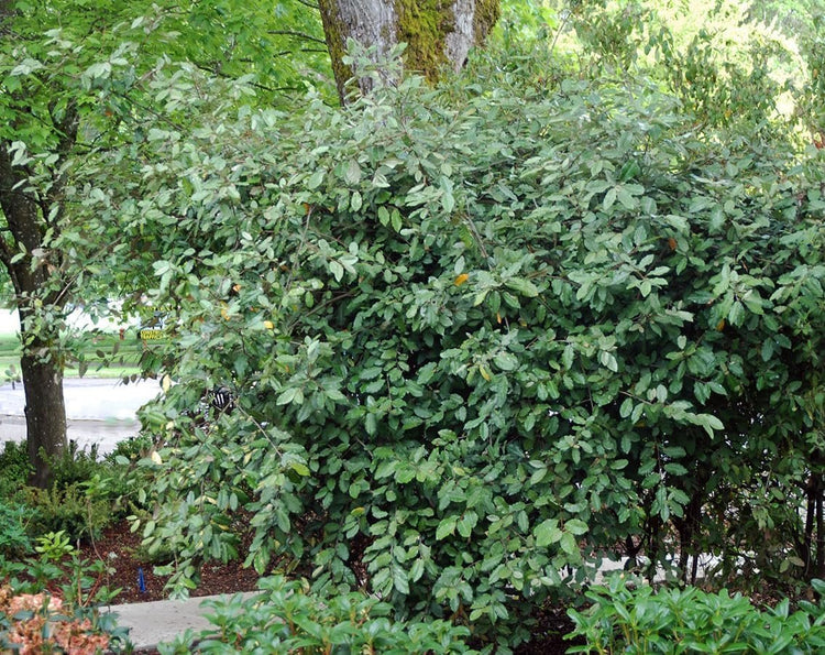 Elaeagnus Pungens I Large Gallon Size Plants I Thorny Olive I Hardy Evergreen Shrub with Fragrant Blooms, Perfect for Hedges, Screening & Ornamental Garden Display