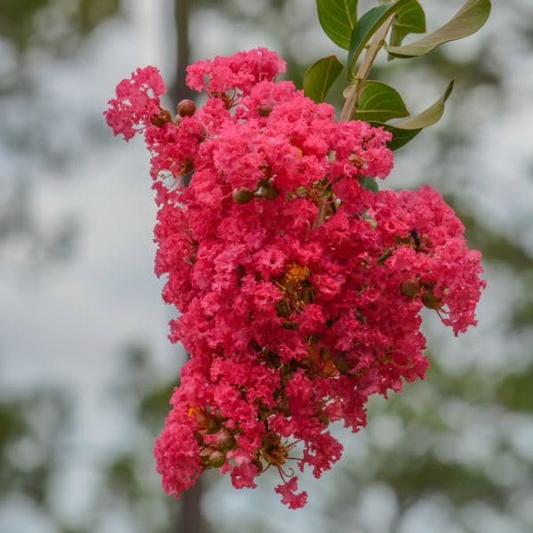 Crape Myrtle Dynamite Red | Live Plants | Vivid Red Blooms & Hardy Growth, Live Plant, Ornamental Shrub for Striking Garden Display