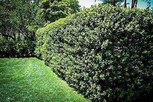 Nellie R. Stevens Holly | 15 Live Plants | Evergreen Privacy Hedge