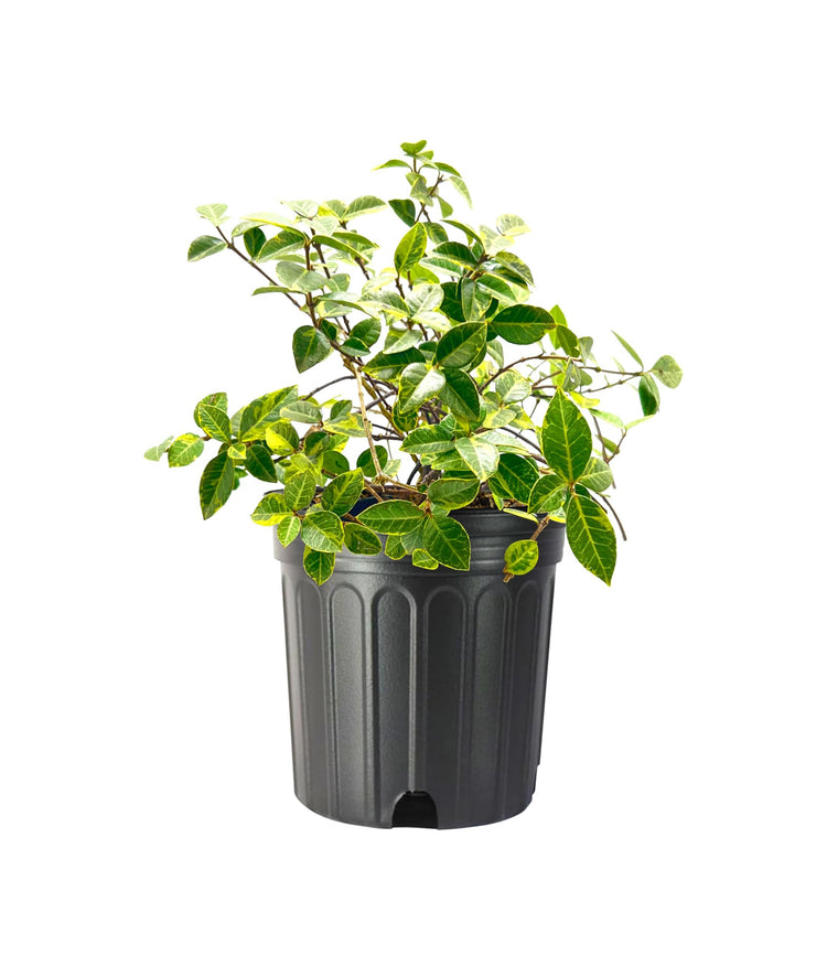 Variegated Jasmine Minima I Large Gallon Size Plant I Trachelospermum Asiaticum | Live Unique Two|Tone Foliage for Eye|Catching Landscapes, Low|Growing Ground Cover