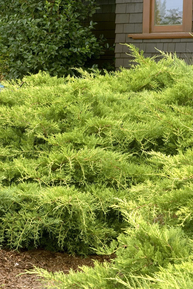 Juniper Saybrook Gold | Live Gallon Size Plants | Juniperus Chinensis | Cold Hardy Evergreen Groundcover