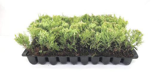 Sea Green Juniper | Live Plants | Juniperus Chinensis | Hardy Evergreen Privacy Screen