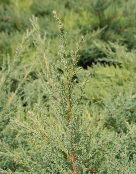 Nicks Compacta | Live 4 Inch Pots | Indoor and Outdoor Plant, Low Maintenance, Ideal for Container Gardening and Small Spaces