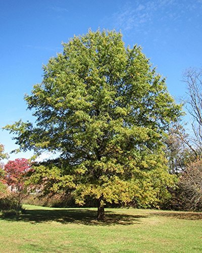 Willow Oak Tree | Live Plants | Quercus Phellos | Beautiful Unique Fast Growing and Hardy Shade Tree