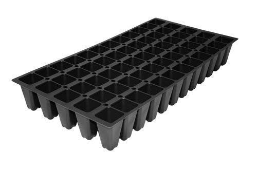 Indian Hawthorn | Live Plants | Rhaphiolepis Indica Alba | Flowering Evergreen Shrub