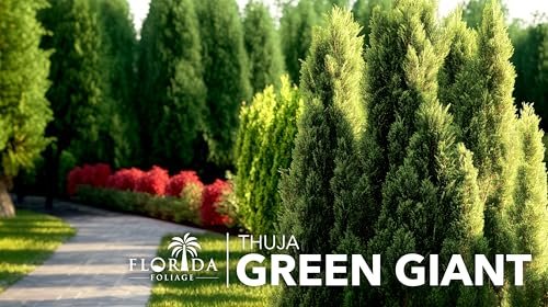 Thuja Green Giant | 1 Live Quart Size Plant | Thuja standishii x plicata | Fast Growing Privacy Plants | Evergreen Screening Tree