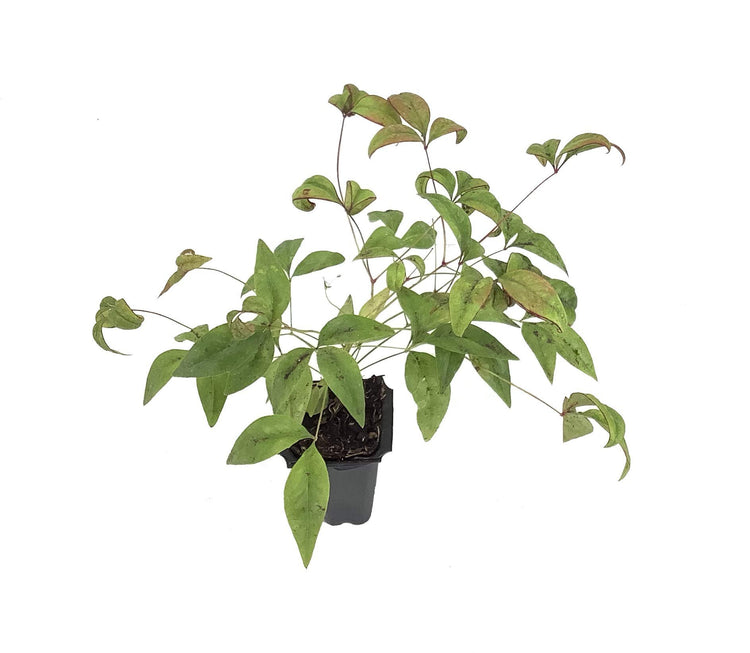 Firepower Heavenly Bamboo | 50 Live Plants | Nandina Domestica